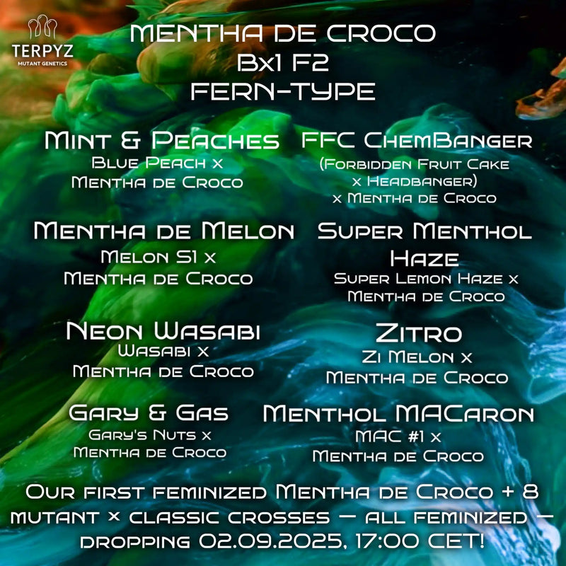 A breeding chart for various cannabis strains, primarily featuring feminized ’Mentha de Croco’ crosses.