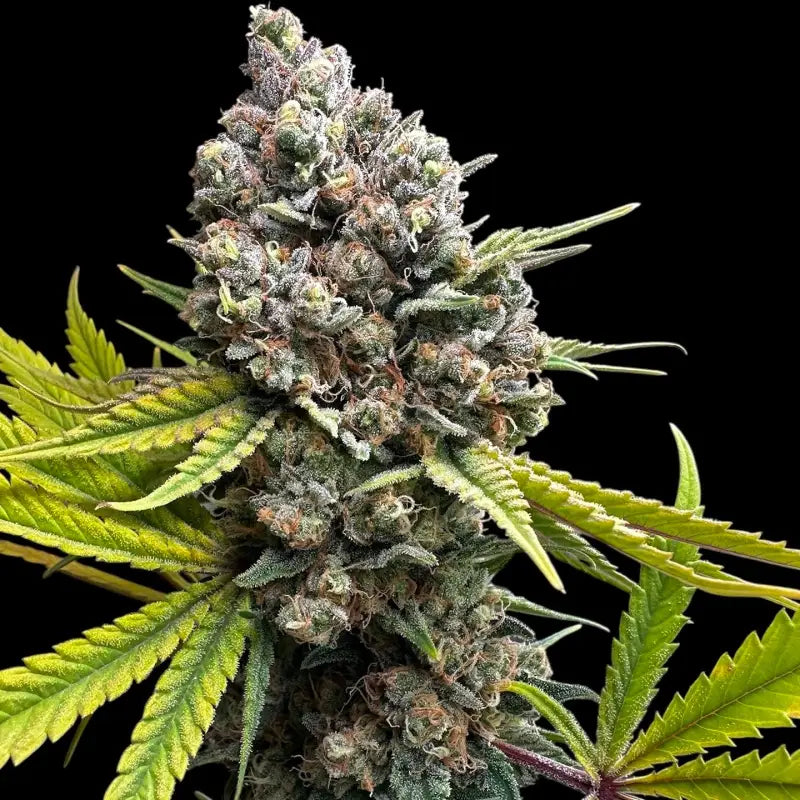 Cheddar mintz© semi f1 reg terpyz mutant genetics hybrid