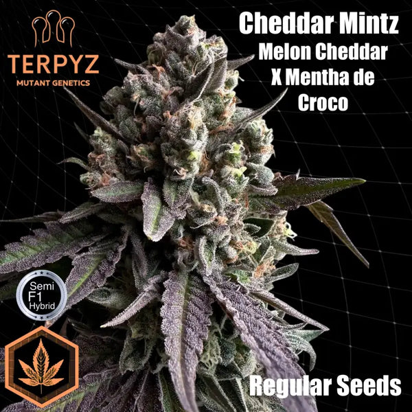 Cheddar mintz© semi f1 reg terpyz mutant genetics hybrid