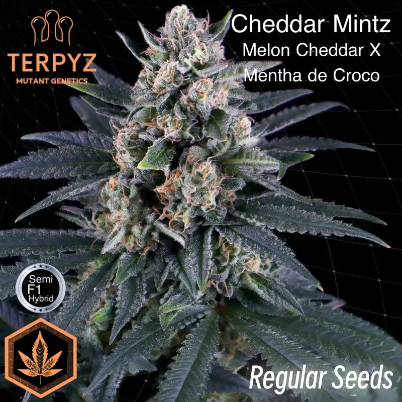 Cheddar mintz© semi f1 reg terpyz mutant genetics hybrid