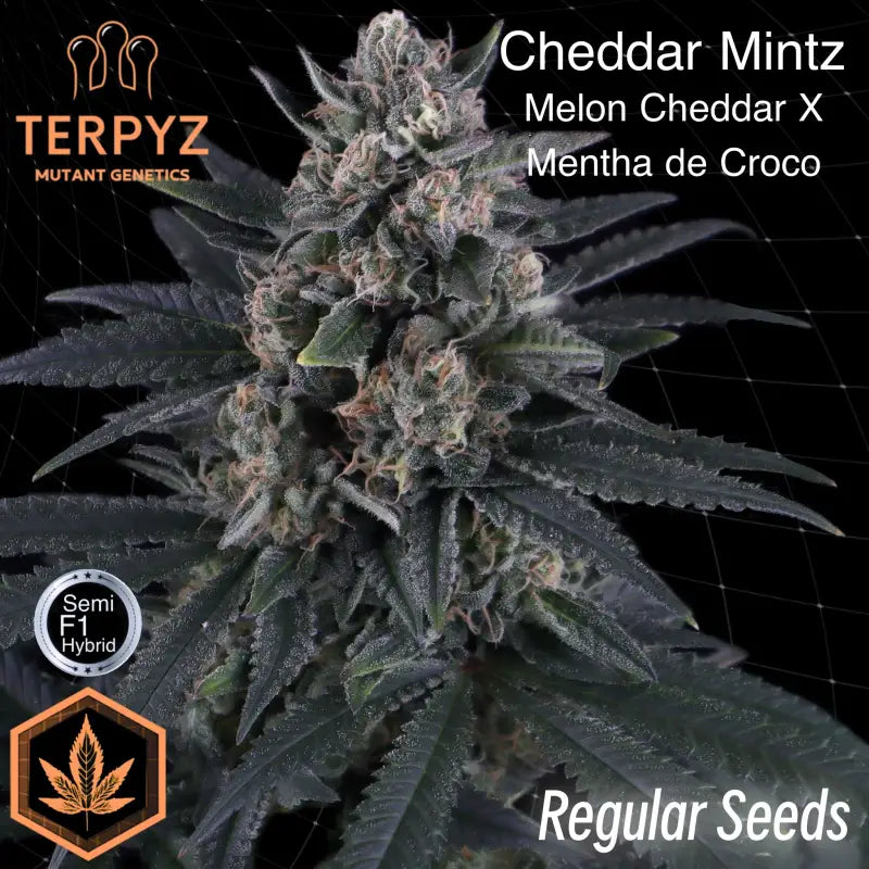 Cheddar mintz© semi f1 reg terpyz mutant genetics hybrid