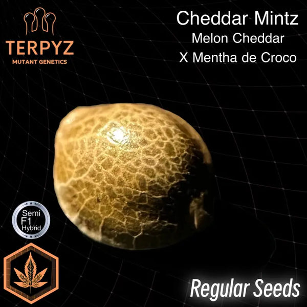 Cheddar mintz© semi f1 reg terpyz mutant genetics cannabis