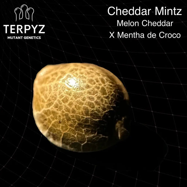 Cheddar mintz - regular mutant hybrid seeds terpyz genetics