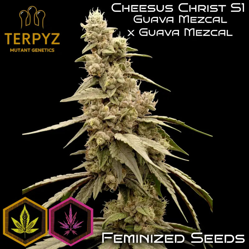 Cheesus christ s1© fem terpyz mutant genetics feminized