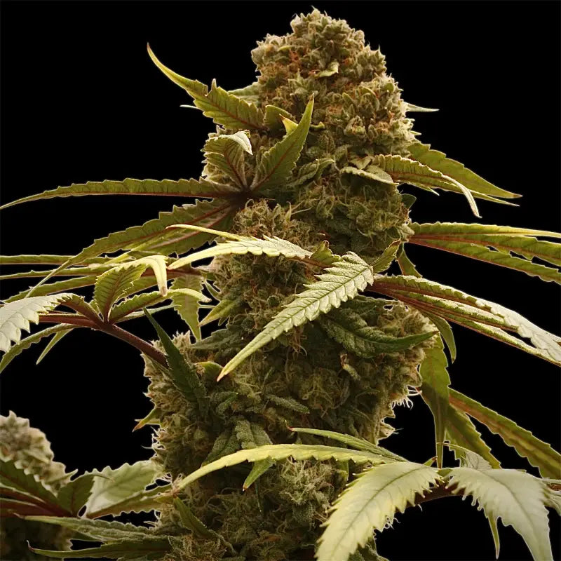 Cheesus christ s1 terpyz upcoming strains