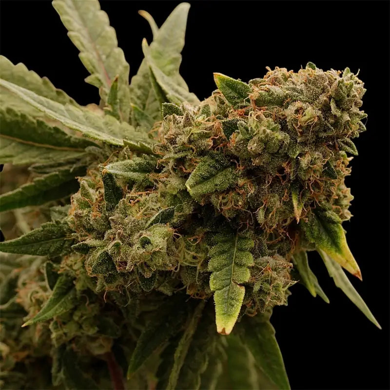 Cheesus christ s1 terpyz upcoming strains