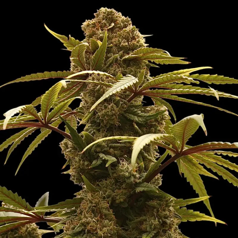 Cheesus christ s1 terpyz upcoming strains