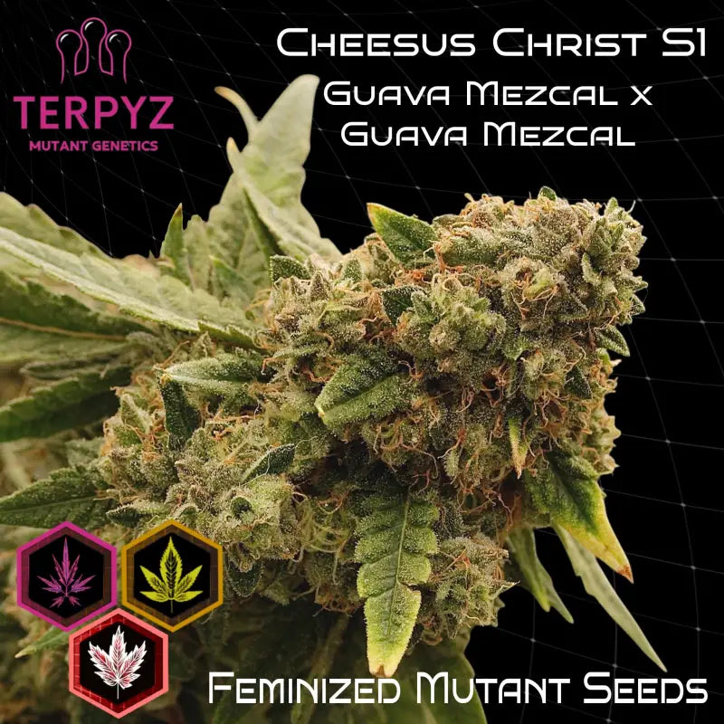 Cheesus christ s1 terpyz upcoming strains