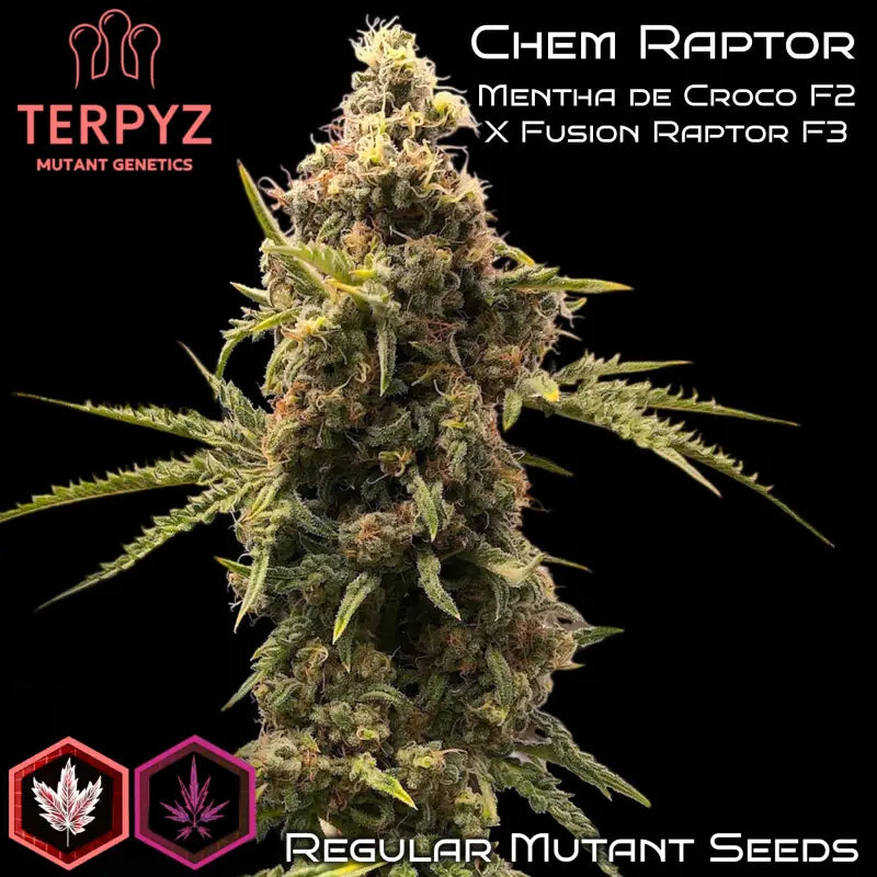 Chem raptor terpyz fern cannabis seeds mutant