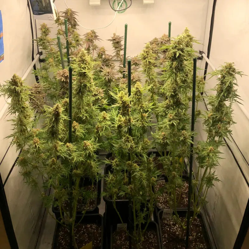 Chem raptor terpyz fern cannabis seeds mutant