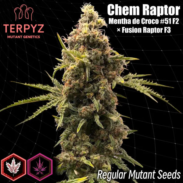 Chem raptor terpyz upcoming strains