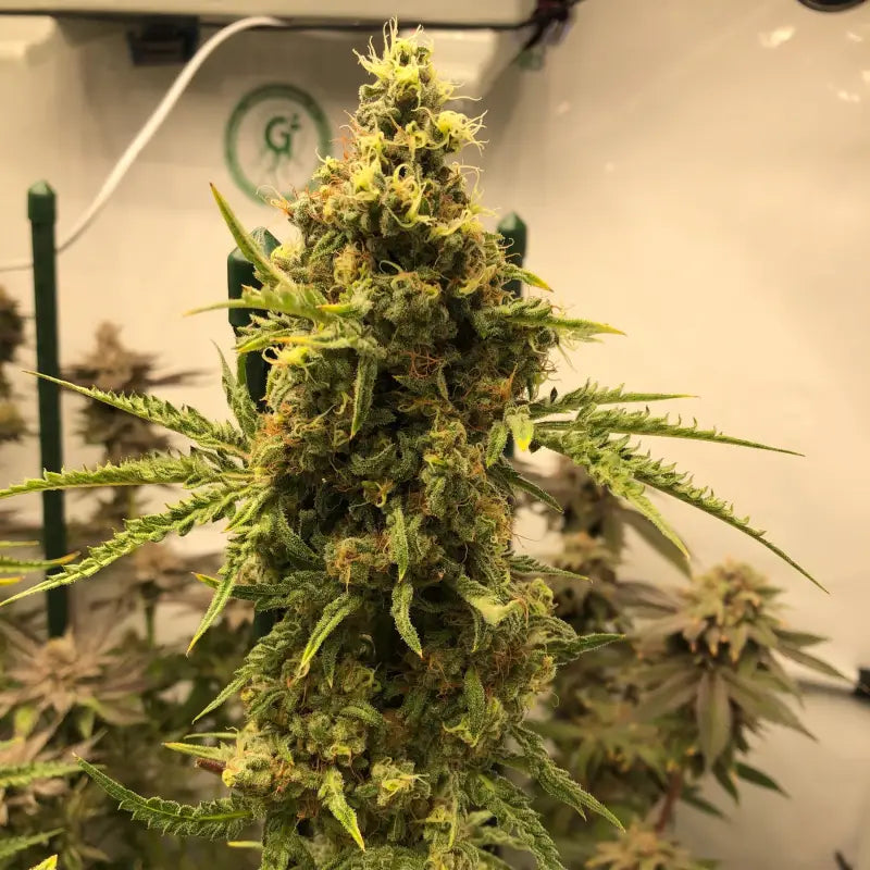 Chem raptor terpyz fern cannabis seeds mutant