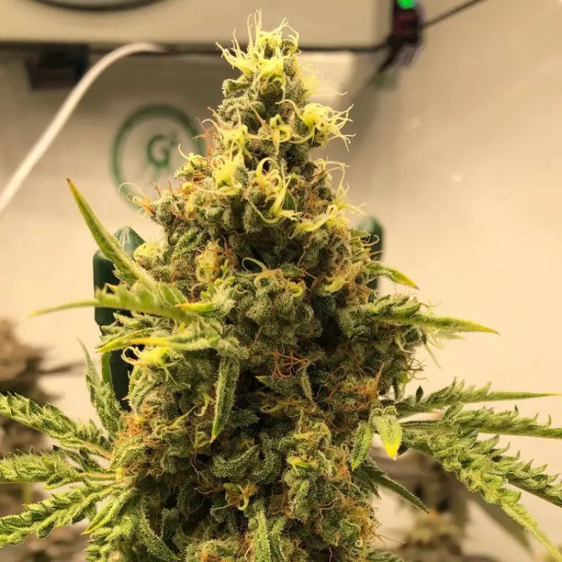 Chem raptor terpyz fern cannabis seeds mutant