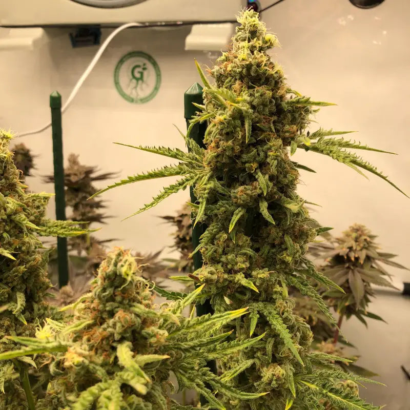 Chem raptor terpyz fern cannabis seeds mutant