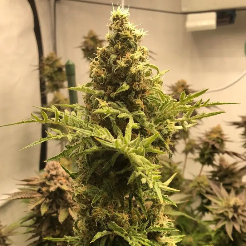 Chem raptor terpyz fern cannabis seeds mutant