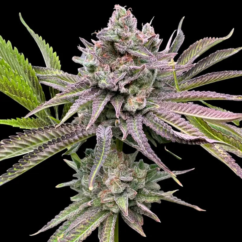 Chembull terpyz upcoming strains