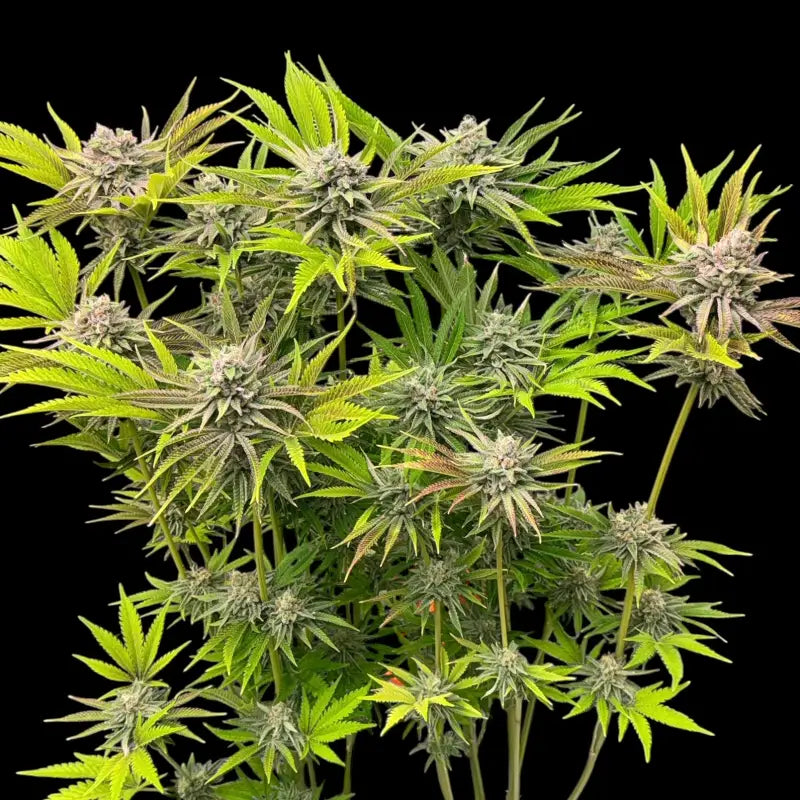 Chembull terpyz upcoming strains