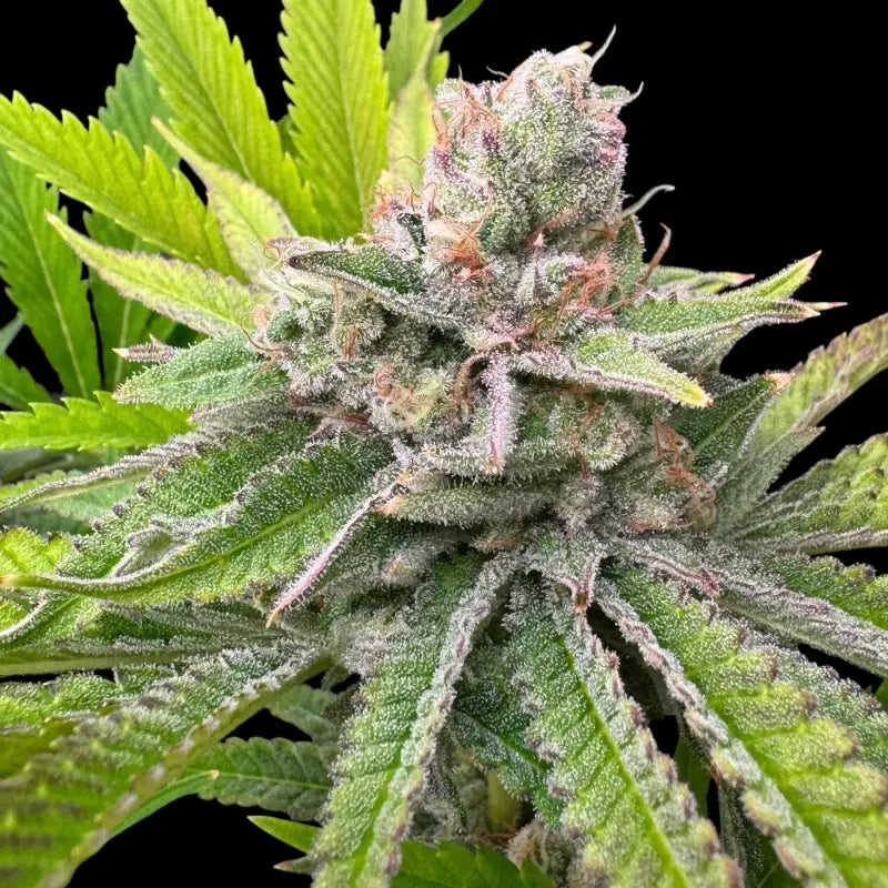 Chembull terpyz upcoming strains