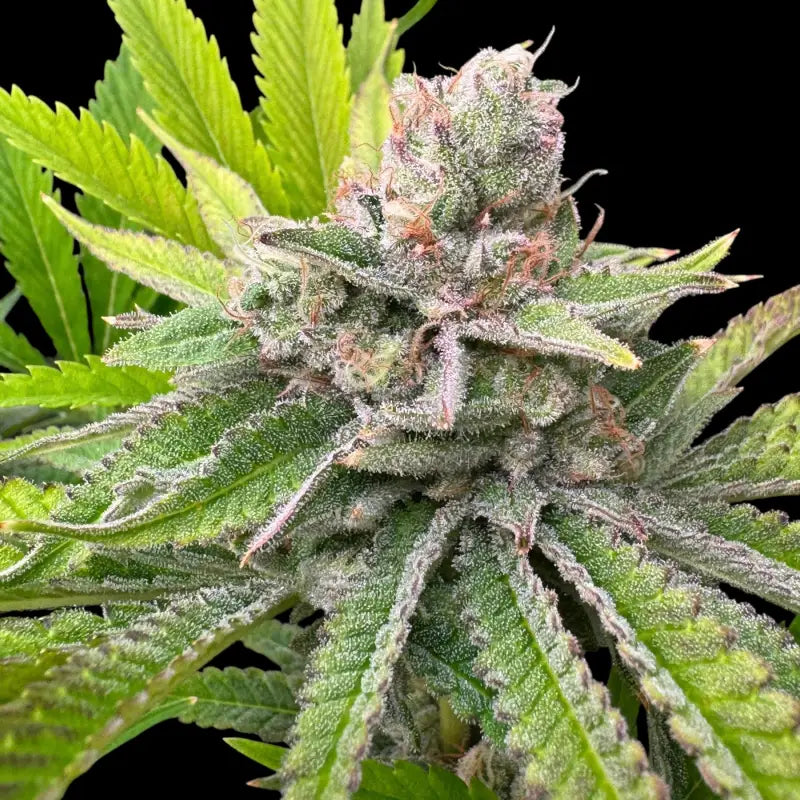 Chembull terpyz upcoming strains