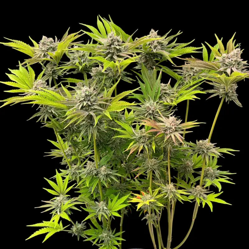 Chembull terpyz upcoming strains