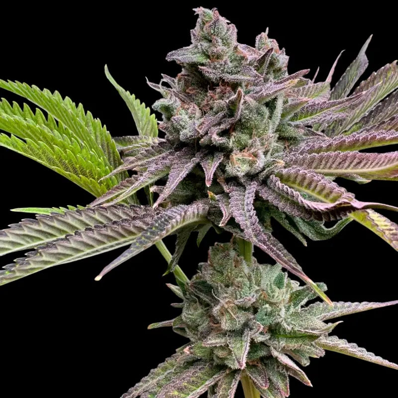 Chembull terpyz upcoming strains