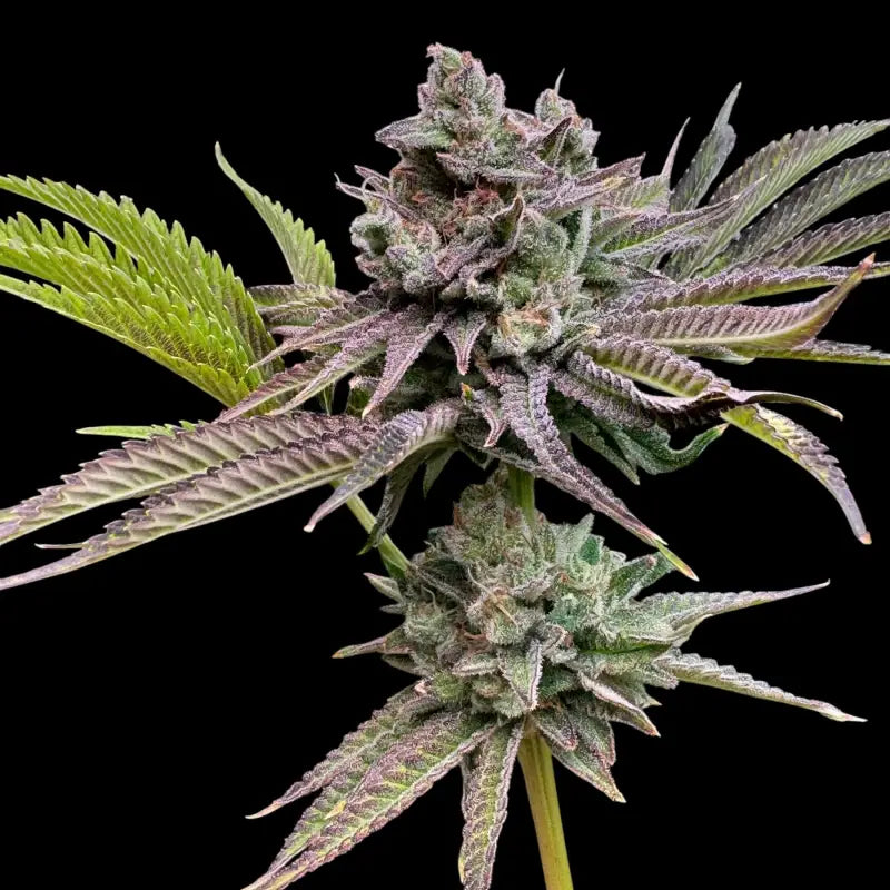 Chembull terpyz upcoming strains