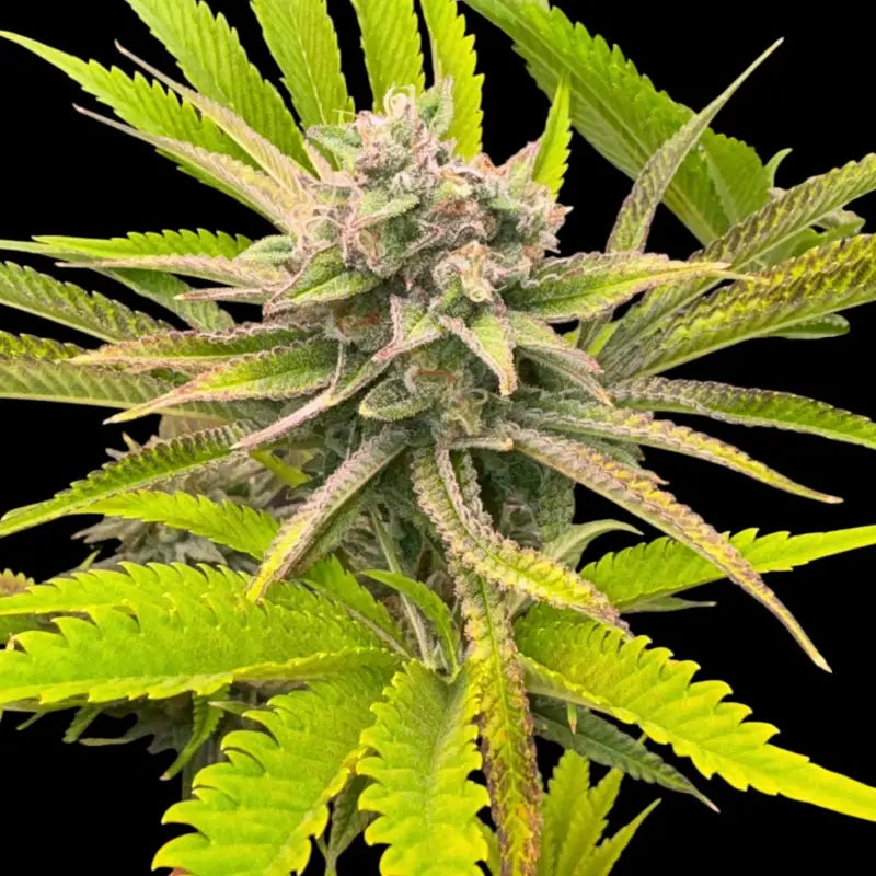 Chembull terpyz upcoming strains