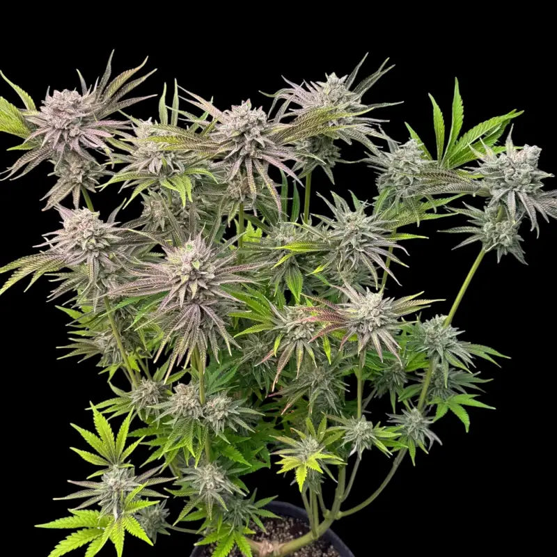 Chembull terpyz upcoming strains