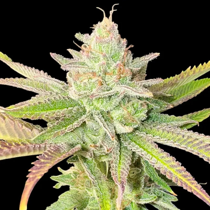 Chembull terpyz upcoming strains