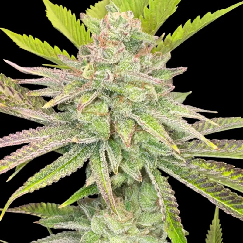 Chembull terpyz upcoming strains