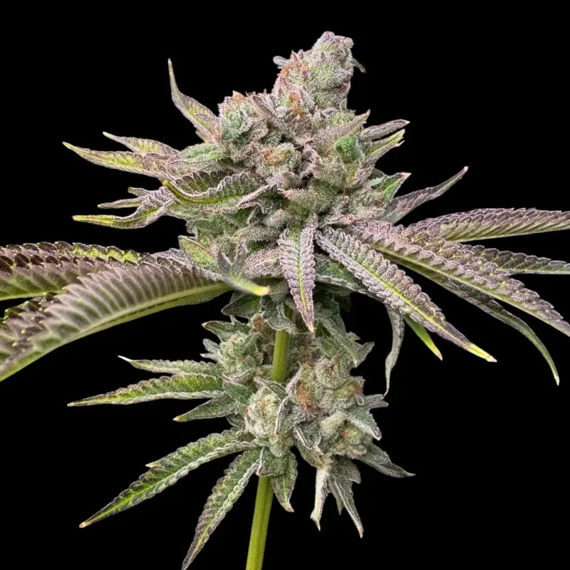 Chembull terpyz upcoming strains