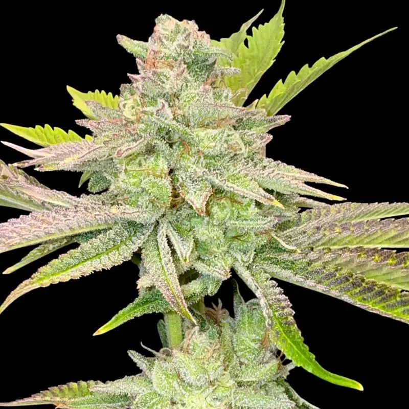 Chembull terpyz upcoming strains