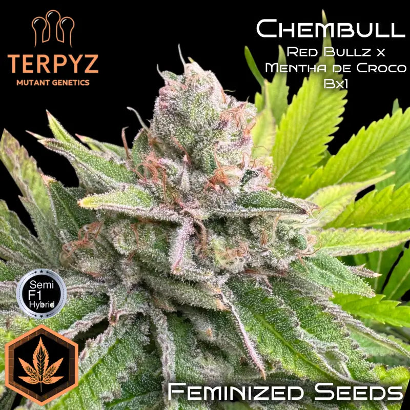 Chembull terpyz upcoming strains