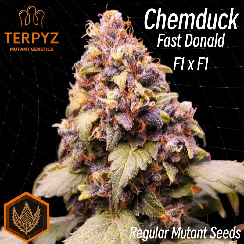 Chemduck© duck reg terpyz research mutant cannabis seeds