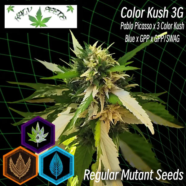 Color kush 3g - mutant reg kalyseeds cannabis seeds duck