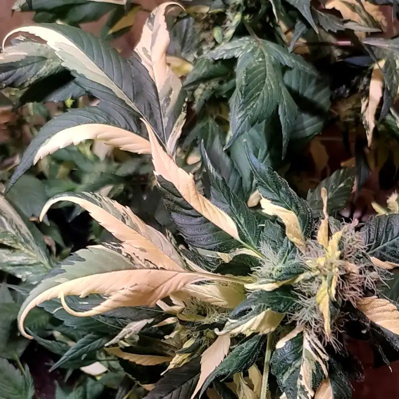 Color kush 3g - mutant reg kalyseeds variegated cannabis