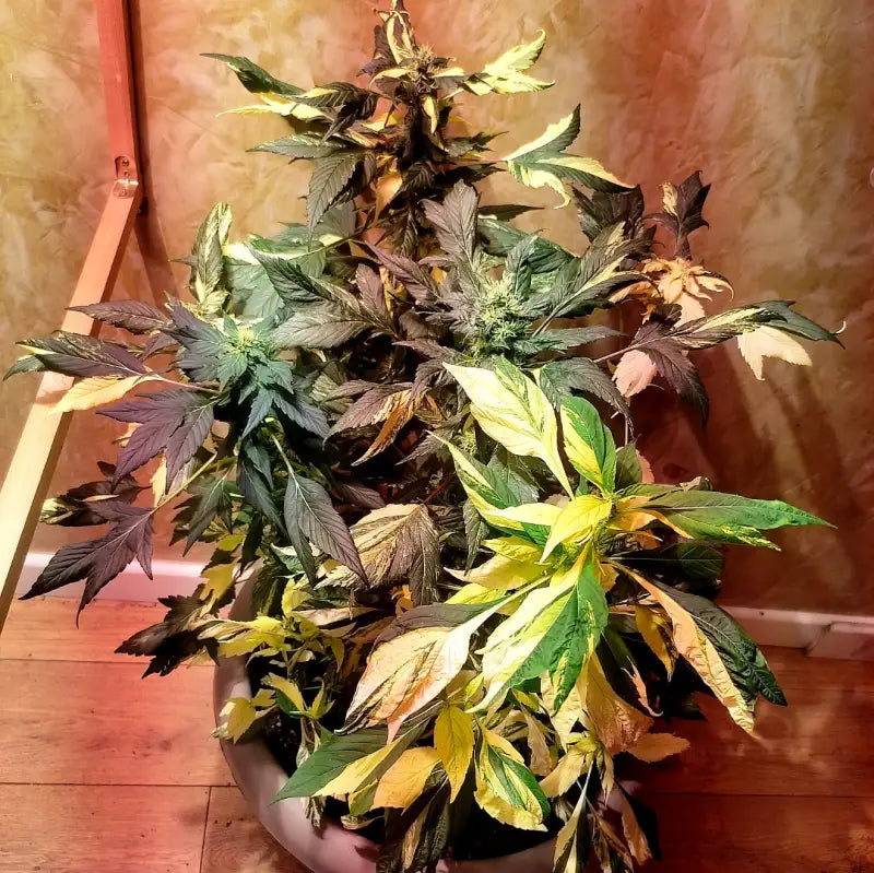Color kush 3g - mutant reg kalyseeds variegated cannabis