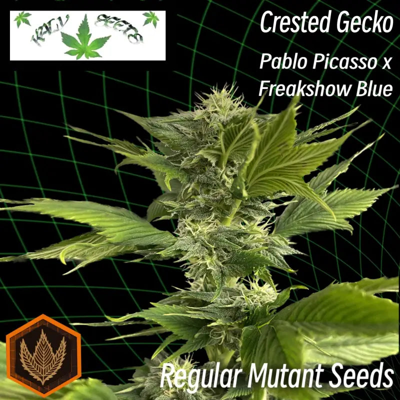 Crested gecko - mutant reg kalyseeds duck cannabis seeds