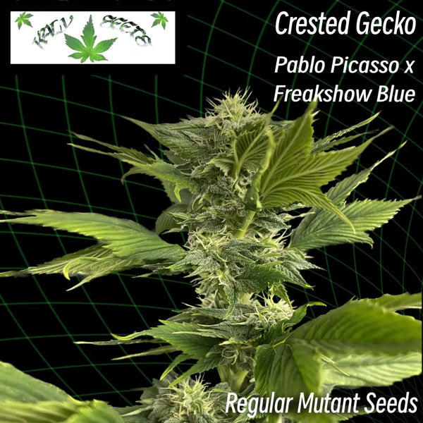Crested gecko ’webbed leaves’ (regular mutant cannabis