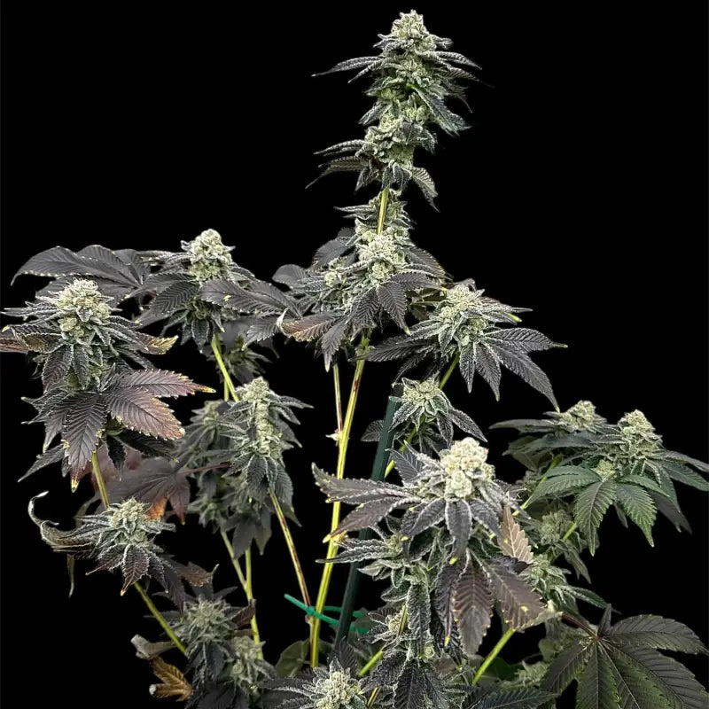 Crudebeer© fem terpyz mutant genetics feminized cannabis