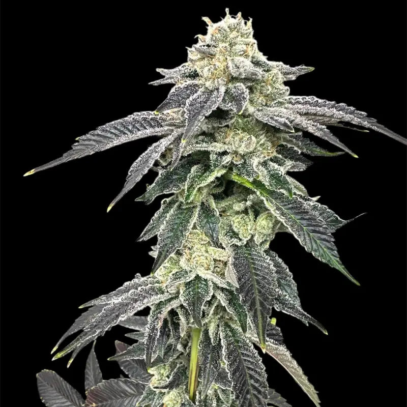 Crudebeer© fem terpyz mutant genetics feminized cannabis