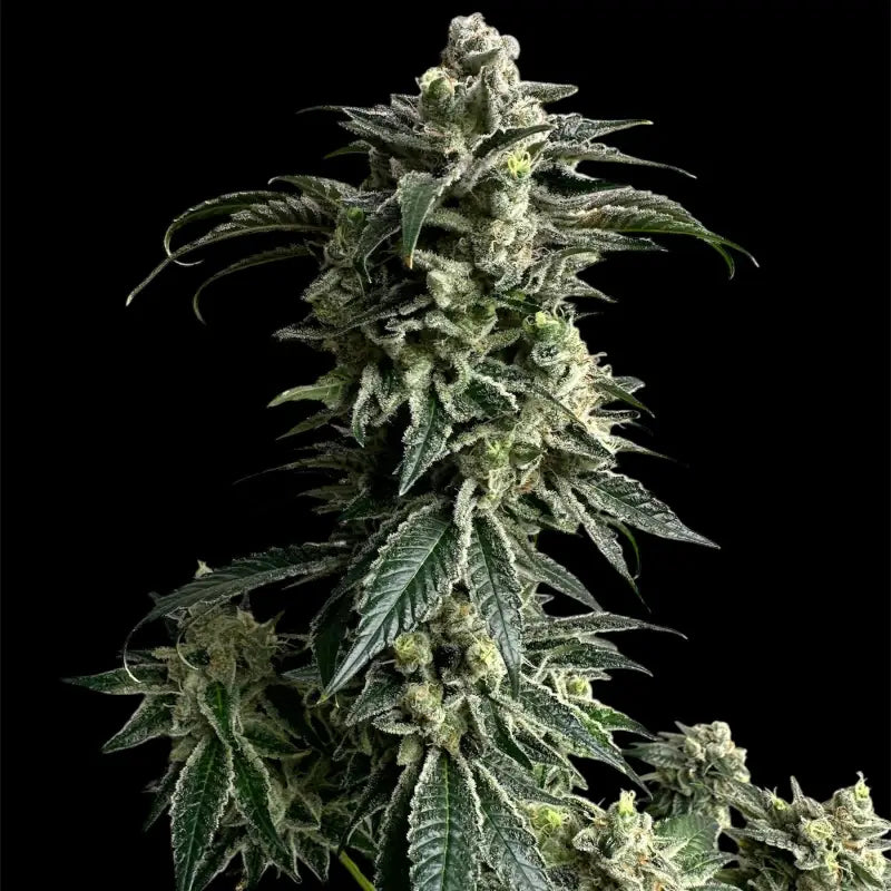 Crudebeer© fem terpyz mutant genetics feminized cannabis