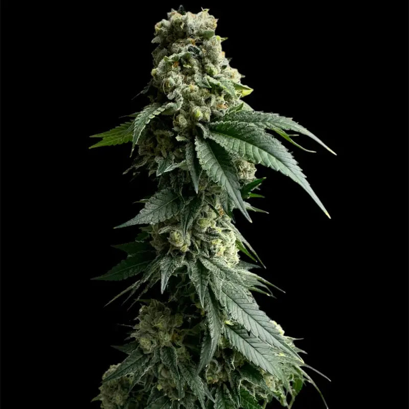 Crudebeer© fem terpyz mutant genetics feminized cannabis