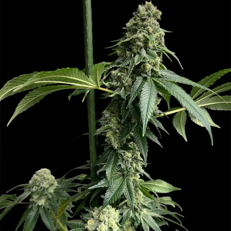 Crudebeer© fem terpyz mutant genetics feminized cannabis