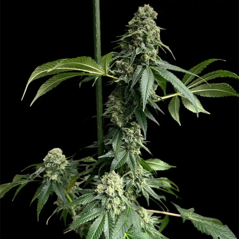 Crudebeer© fem terpyz mutant genetics feminized cannabis