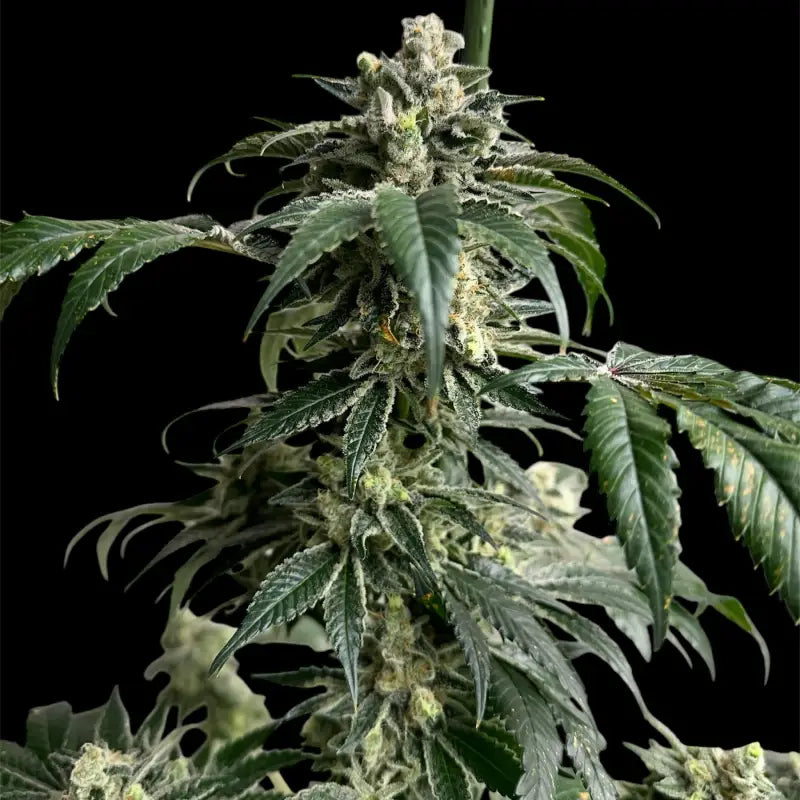 Crudebeer© fem terpyz mutant genetics feminized cannabis