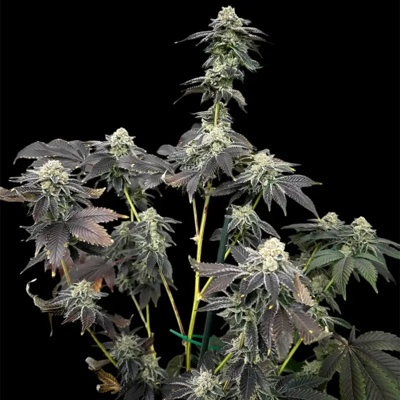 Crudebeer© fem terpyz mutant genetics feminized cannabis