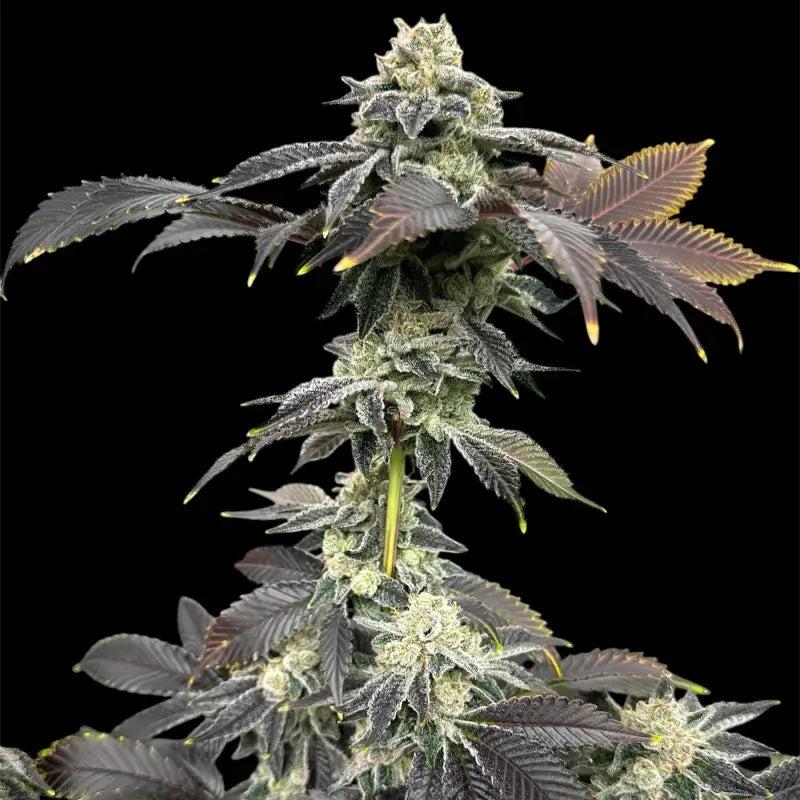 Crudebeer© fem terpyz mutant genetics feminized cannabis