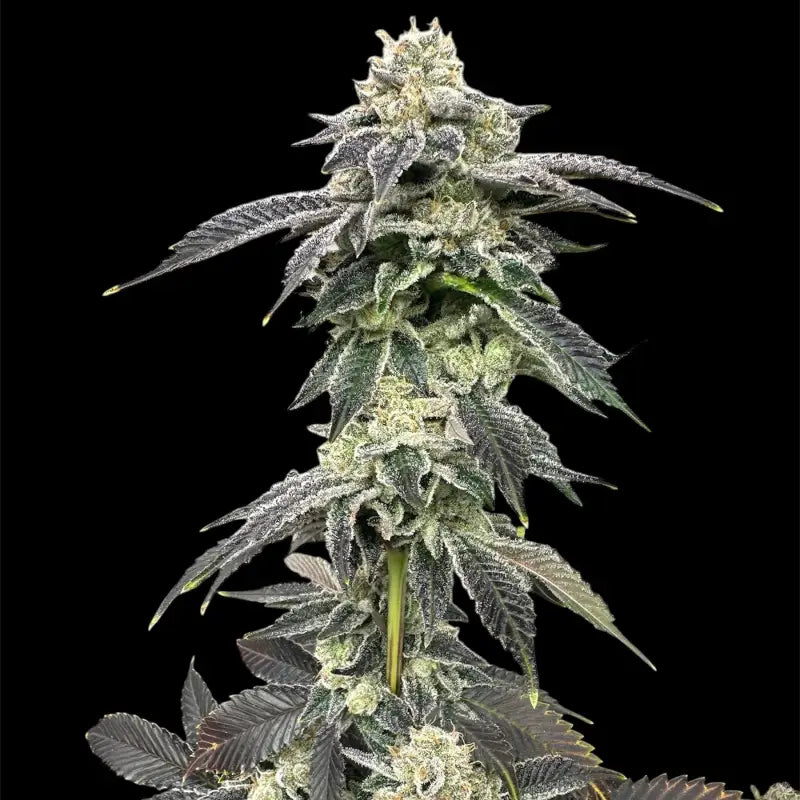 Crudebeer© fem terpyz mutant genetics feminized cannabis