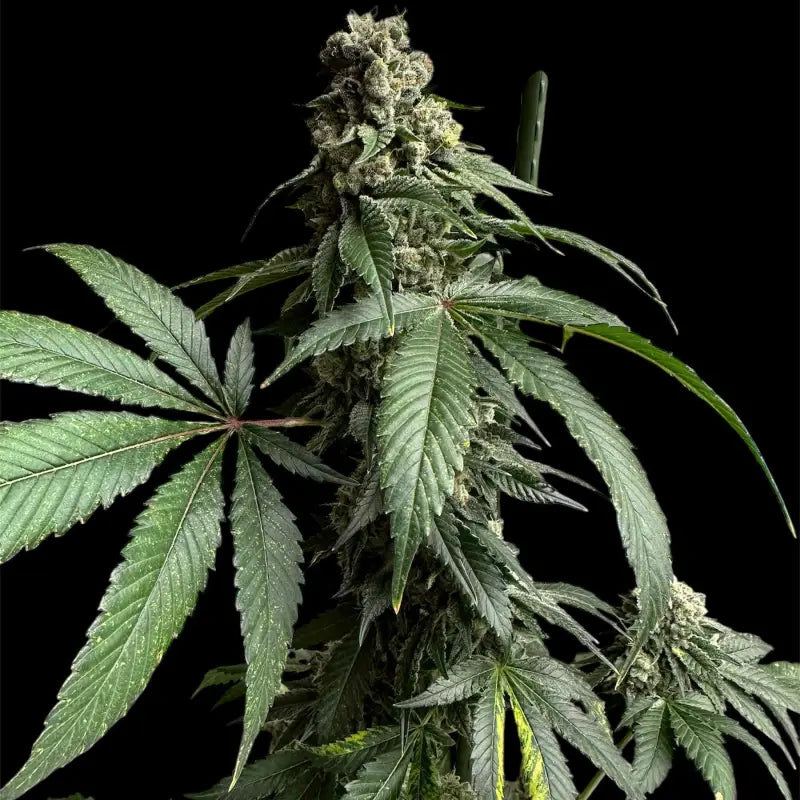 Crudebeer© fem terpyz mutant genetics feminized cannabis